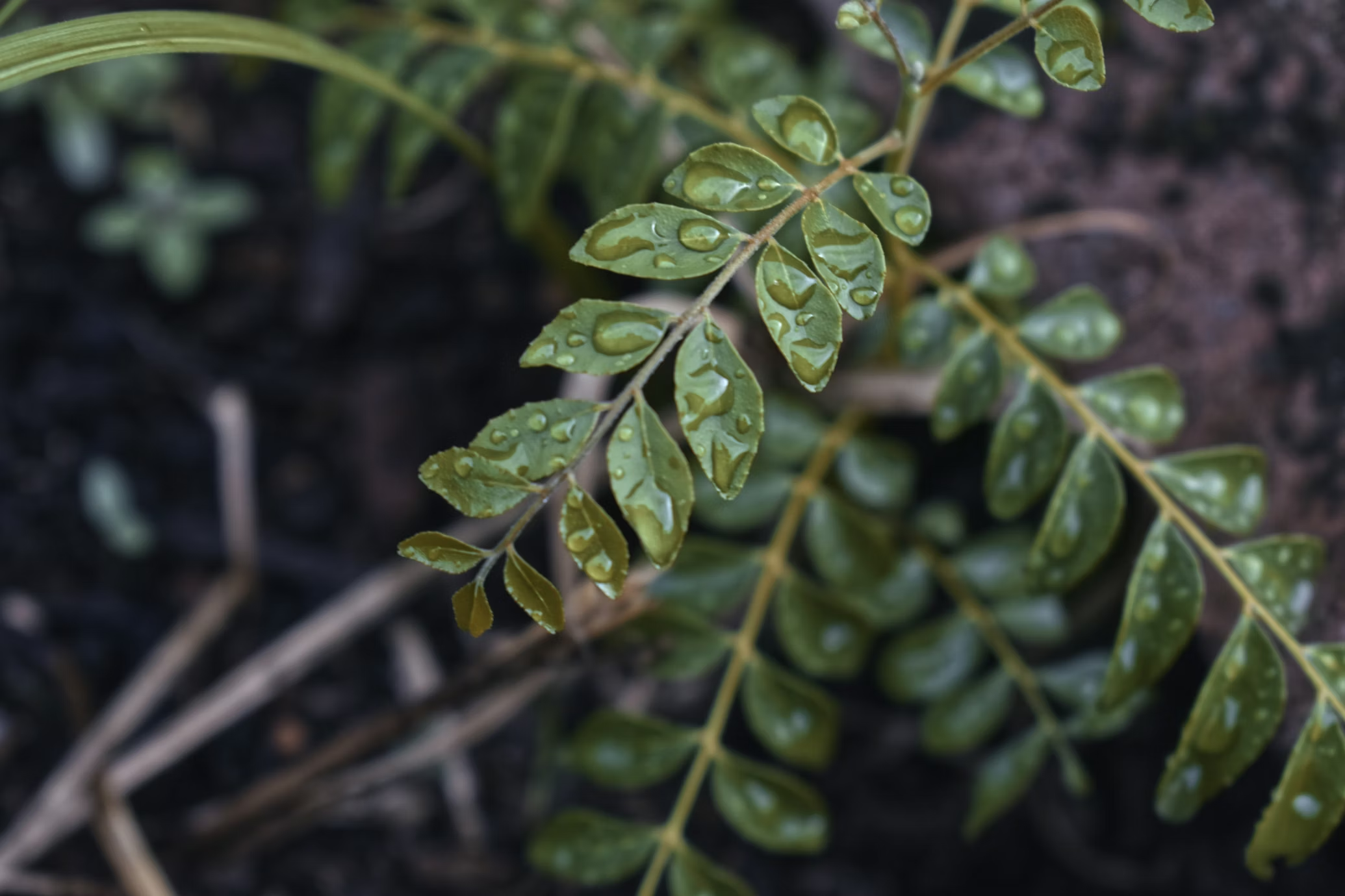 Curry Leaves