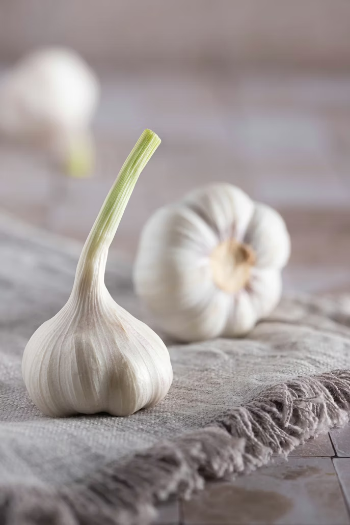Garlic