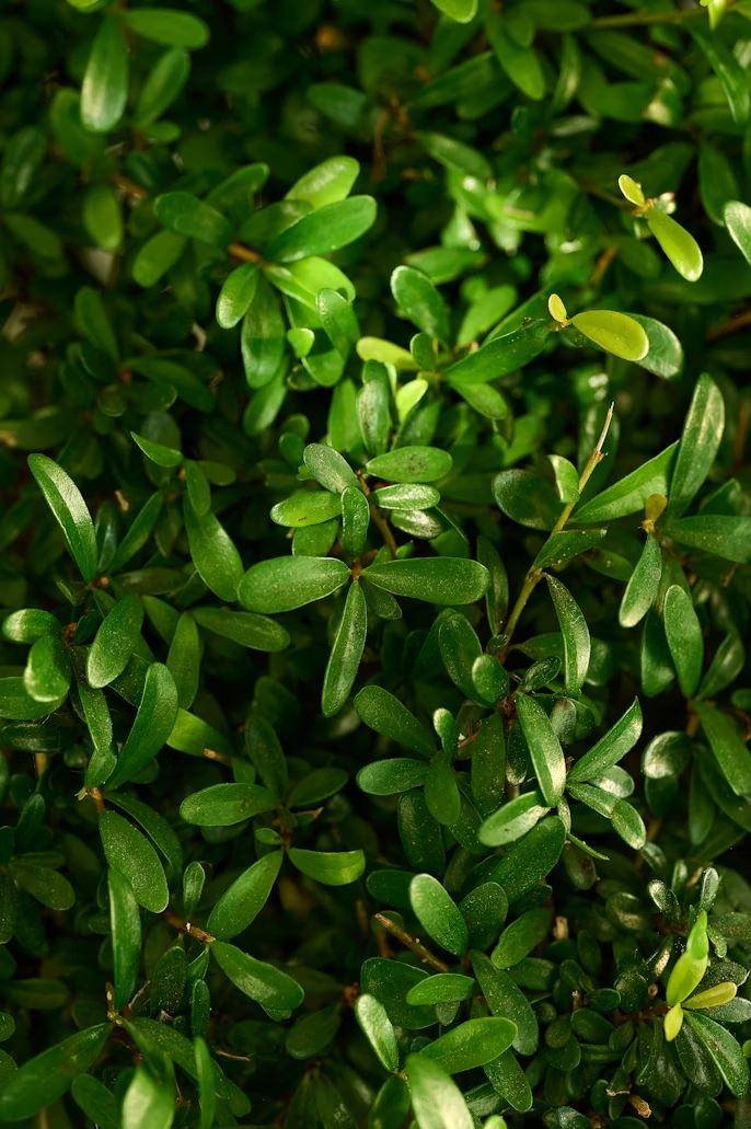 Moringa