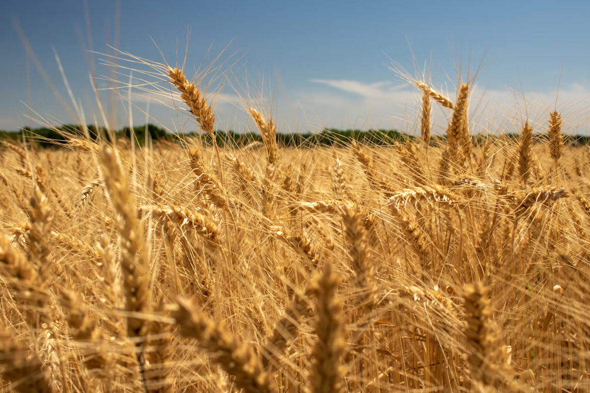 Whole Wheat